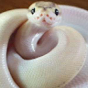 Meet your Posher, Matt